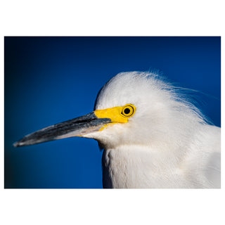 Fine art greeting card featuring a dramatic close-up portrait of a Snowy Egret with luminous white feathers, sleek dark bill, and a strikingly vivid yellow eye patch with jet black pupil rendered in breathtaking macro detail against a deep rich cobalt blue sky background, 5x7 blank card with envelope by Will Davis Studios.