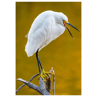 Fine art greeting card featuring a Snowy Egret perched dramatically on a weathered driftwood branch with bill flung wide open mid-call, luminous white feathers perfectly composed and brilliant yellow feet gripping the perch, set against a rich warm golden bokeh background that spotlights the bird's hilariously expressive personality, 5x7 blank card with envelope by Will Davis Studios.