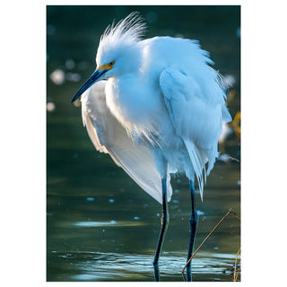 Fine art greeting card featuring a Snowy Egret standing in a glittering coastal wetland with feathers dramatically ruffled and crest blown wildly sideways, its luminous white plumage puffed to maximum floof against a deep teal and gold bokeh background, captured with a humorous yet strikingly beautiful quality, 5x7 blank card with envelope by Will Davis Studios.