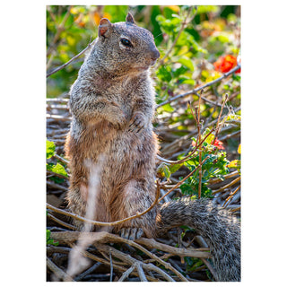 Squirrel standing on a branch with a natural background photo by Matt Punches