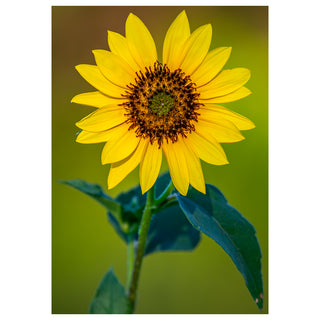 Fine art greeting card featuring a single sunflower in perfect full bloom with broad golden petals radiating outward in classic symmetry around a richly textured dark chocolate and amber center with intricate spiraling detail, rising on a slender green stem with broad deep teal-green leaves against a warm softly glowing golden-green bokeh background that captures the pure joy and warmth of a perfect summer afternoon, 5x7 blank card with envelope by Will Davis Studios.