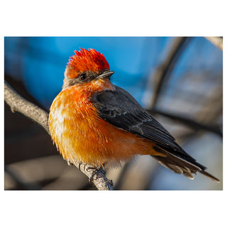 Fine art greeting card featuring a male Vermilion Flycatcher in breathtaking macro detail with blazing scarlet crest raised to full dramatic height, rich burnt orange and amber breast puffed with confidence, and slate-grey charcoal wings and tail, perched on a bare winter branch against a vivid cerulean blue sky softly filtered through bare desert branches, captured in extraordinary detail in the cool morning light of an Arizona winter, 5x7 blank card with envelope by Will Davis Studios.