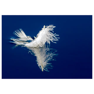 Fine art greeting card featuring a delicate white feather floating on a mirror-smooth deep cobalt blue water surface, its wispy filaments splaying outward in every direction while a perfect symmetrical reflection dances below, creating a dreamlike and enchanting macro nature image, 5x7 blank card with envelope by Will Davis Studios.