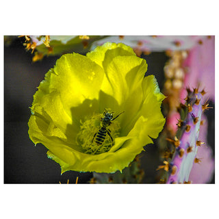 Yellow cactus flower with a bee inside, surrounded by pink and green cacti.