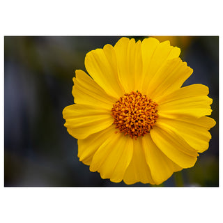 Fine art greeting card featuring a single radiant yellow Calendula in breathtaking macro close-up with broad velvety petals fanning outward in perfect symmetry surrounding a richly textured amber and burnt orange center filled with intricate detail, set against a soft moody blue-grey bokeh background that makes the luminous bloom glow with warmth and pure saturated color, 5x7 blank card with envelope by Will Davis Studios.