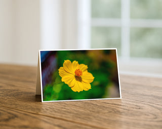Yellow cosmos flower macro photograph by Will Davis Studios displayed on a 5x7 greeting card with vibrant green background.