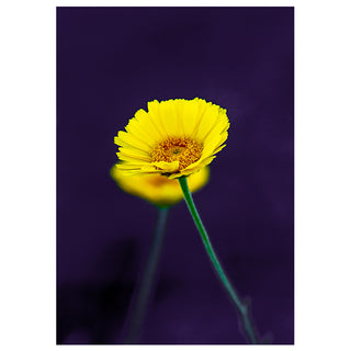 Fine art greeting card featuring a single vivid yellow daisy with a warm amber center rising on a slender green stem against a deep rich royal purple background, the complementary colors creating a bold and elegant composition with a soft dreamy glow where the luminous bloom meets the dark velvety background, 5x7 blank card with envelope by Will Davis Studios.