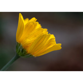 Close-up of a yellow flower with a blurred background
