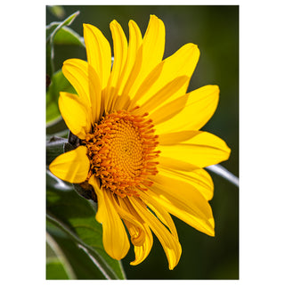 Close-up of a bright yellow sunflower with a green background photo by Matt Punches