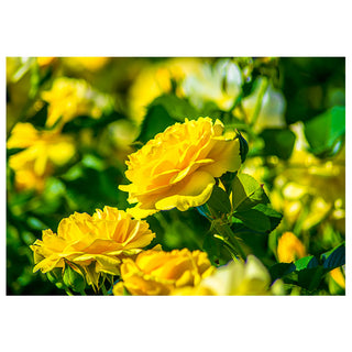 Close-up of yellow flowers with green leaves on a blurred natural background photo by Matt Punches
