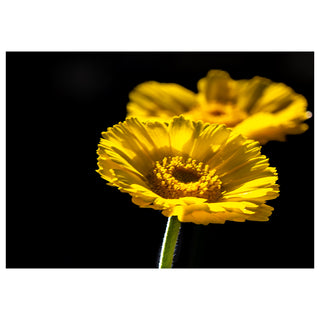 Close-up of a yellow flower with a black background photo by Matt Punches