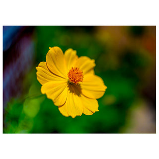 A close-up fine art photograph of a golden yellow cosmos flower with broad petals and a warm orange center, set against a lush blurred green garden background, by Will Davis Studios