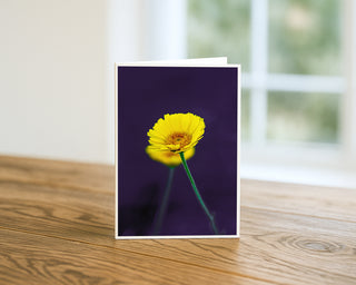 Bright yellow desert wildflower with delicate petals against a deep purple background, fine art floral greeting card displayed on a wooden table.