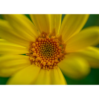Close-up macro photograph of a bright yellow wildflower with detailed center and soft petals, floral nature 5x7 greeting card by Will Davis Studios